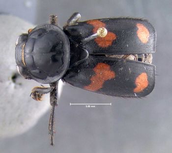 Media type: image;   Entomology 600916 Aspect: habitus dorsal view